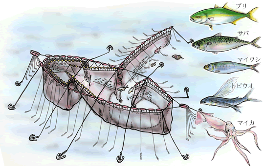 定置網漁法のイラスト